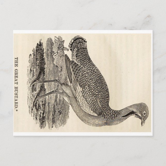 Bird Woodcut Postcard (Front)