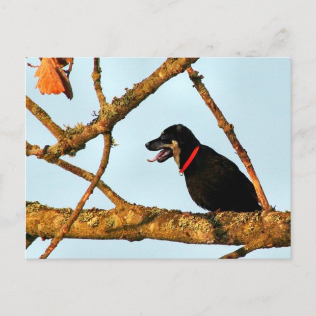 Birdagw Postcard (Front)