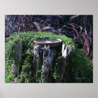 Birdbath on Tree Stump