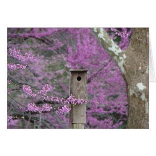 Birdhouse Among Redbud Blossoms