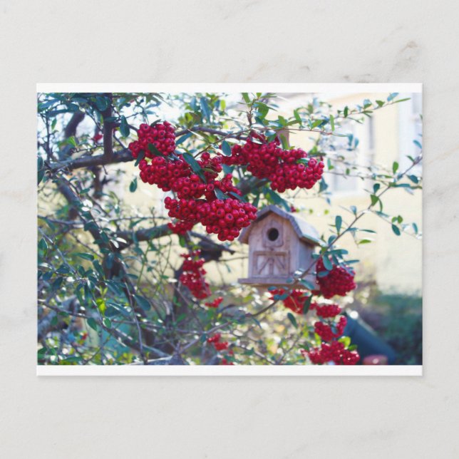 Birdhouse and Red berries Postcard (Front)
