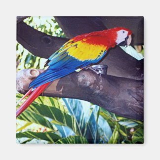 BIRDIE MAGNET