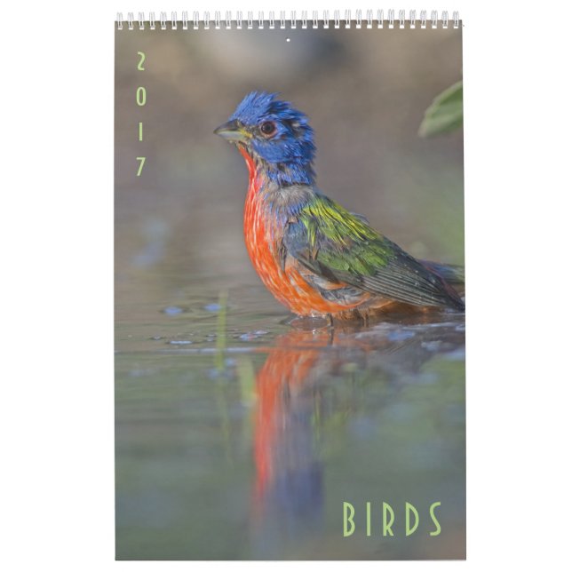 Birds 2017 Wildlife Wall Calendar (Cover)