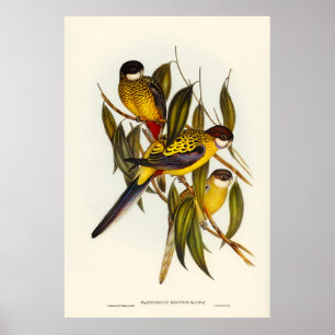Birds 3 poster