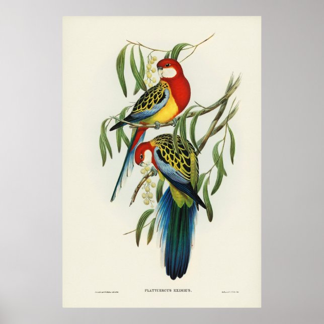 Birds 4 poster (Front)