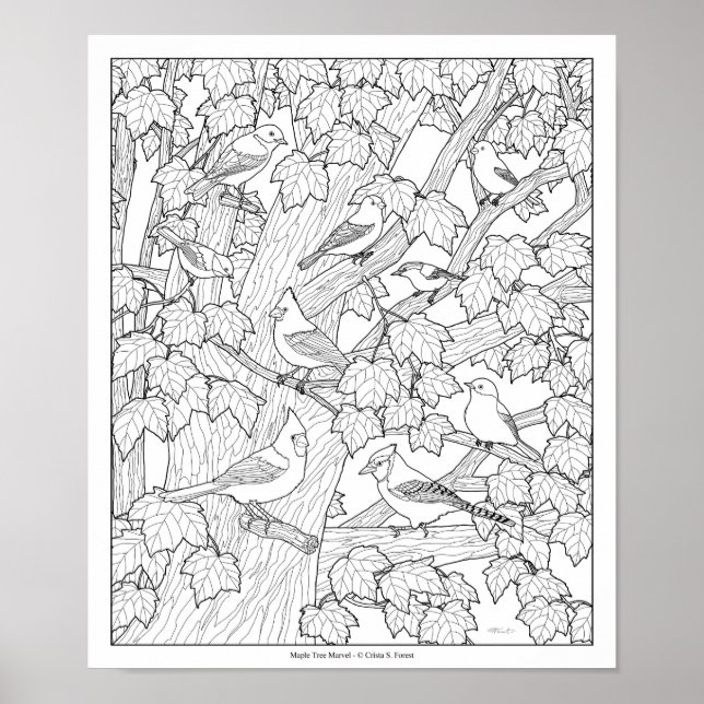 Birds and Maple Tree Adult Colouring Page 30"x25" Poster (Front)