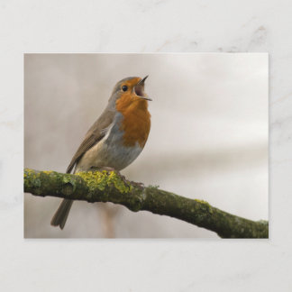 birds are the only animals with feathers 3 postcard