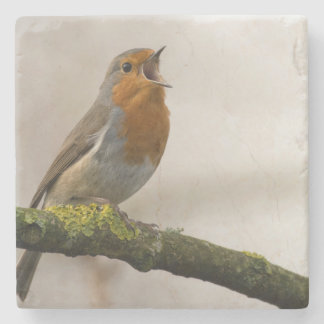 birds are the only animals with feathers 3 stone coaster