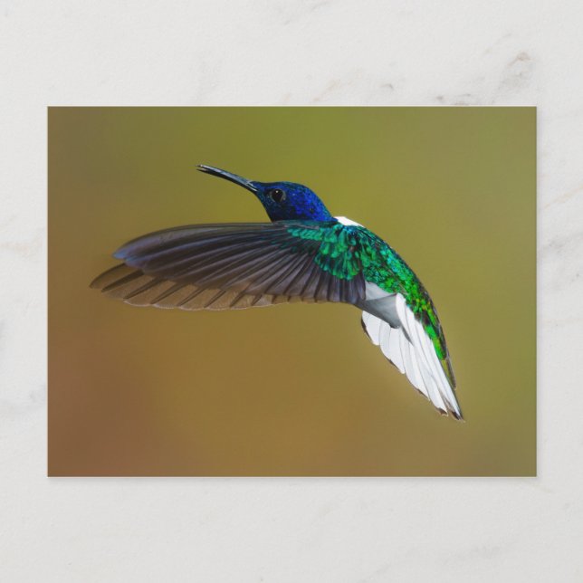 birds are the only animals with feathers 4 postcard (Front)
