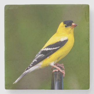 birds are the only animals with feathers 9 stone coaster