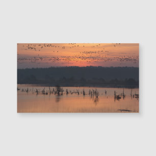 Birds at sunrise