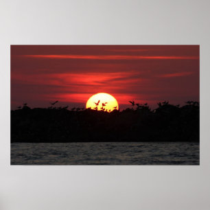 Birds at Sunset Poster