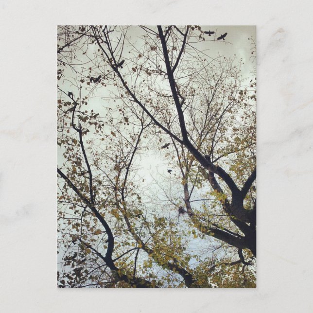 Birds between trees postcard (Front)