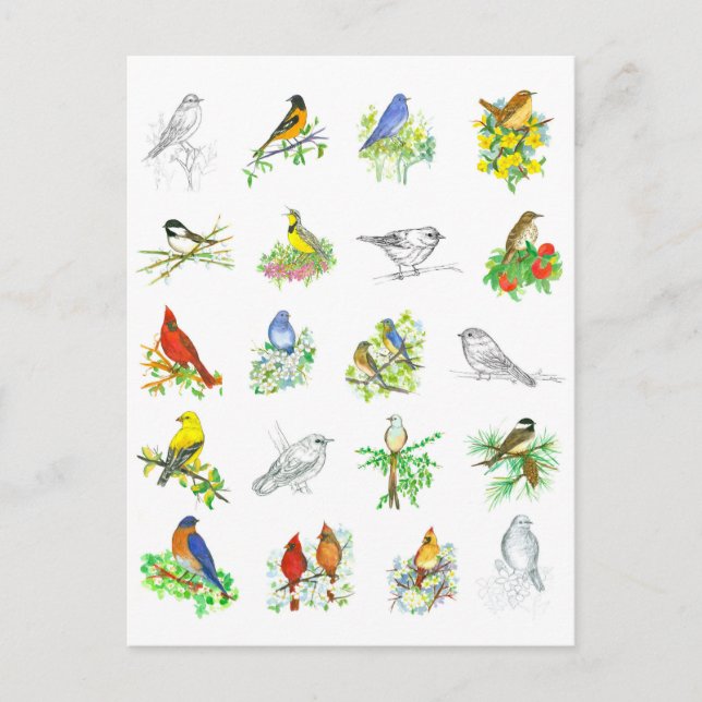 Birds Bluebird Cardinal Chickadee Ornithology Art Postcard (Front)