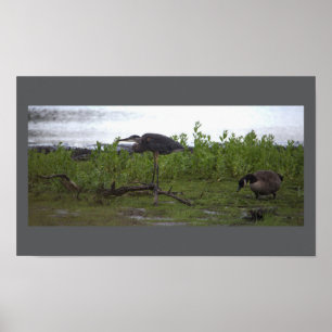 Birds by the Water Poster