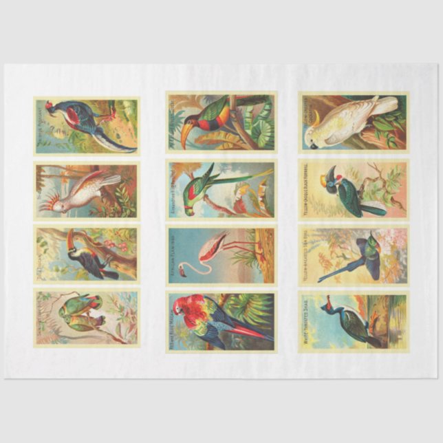 Birds Collection Vintage Decoupage Tissue Paper (Front)