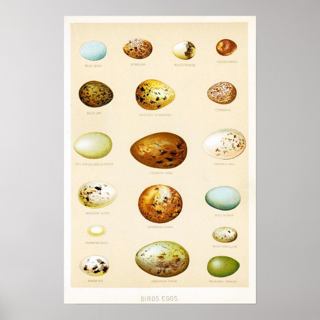 Birds Eggs Vintage Poster (Front)