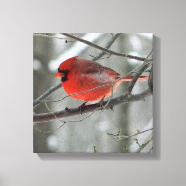 Bird's Eye View (Cardinal)Square Wrapped Canvas (Front)