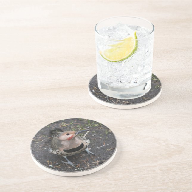 Bird's Eye View of Northern Flicker Woodpecker Coaster (Side)