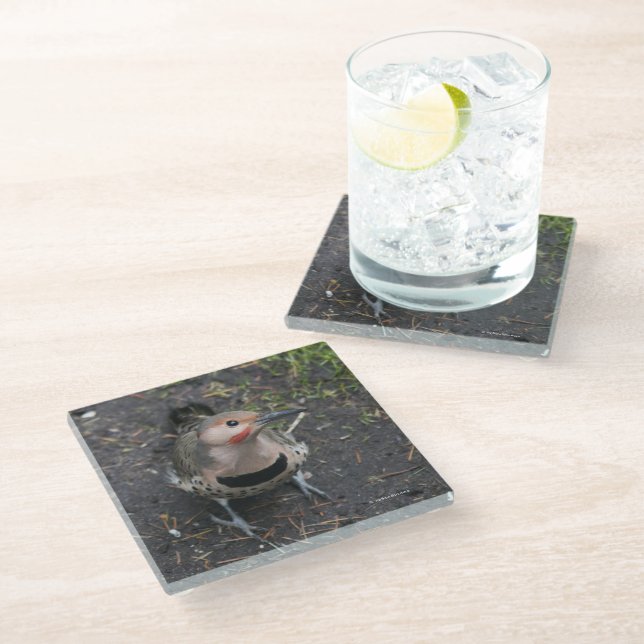 Bird's Eye View of Northern Flicker Woodpecker Glass Coaster (Angled)