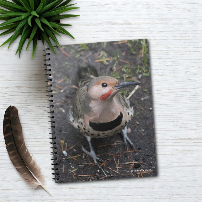 Bird's Eye View of Northern Flicker Woodpecker Notebook (Bird's Eye View of a Northern Flicker Journal Cover Photo)