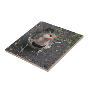Bird's Eye View of Northern Flicker Woodpecker Tile