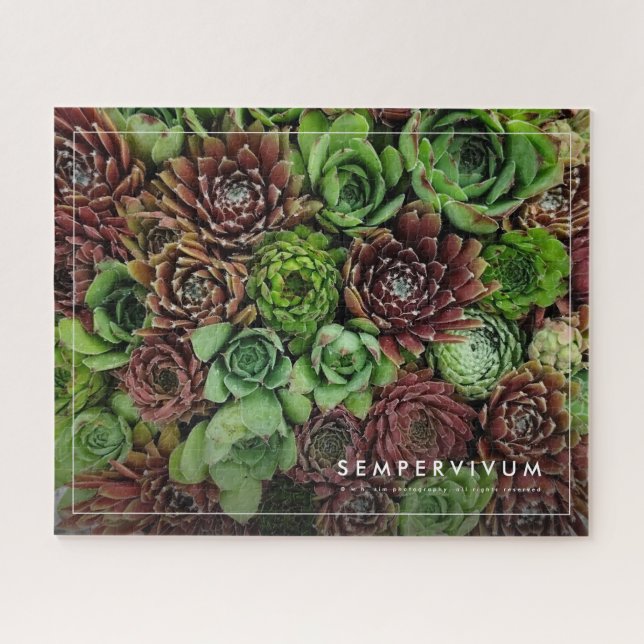 Bird's Eye View of Sempervivum Plants Jigsaw Puzzle (Horizontal)