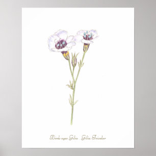 Bird's Eyes Gilia watercolor Poster