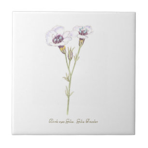 Bird's Eyes Gilia watercolor   Tile