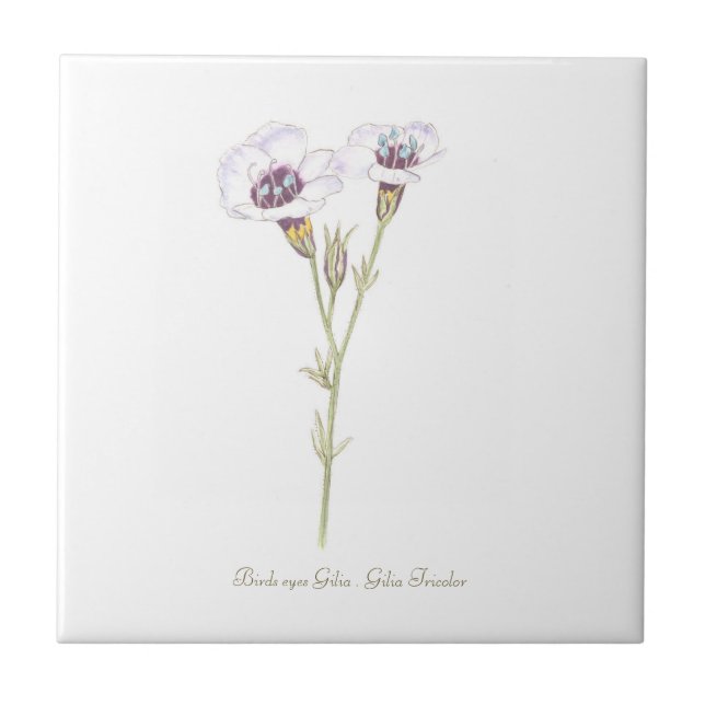 Bird's Eyes Gilia watercolor   Tile (Front)