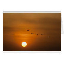 Birds flying in sunset