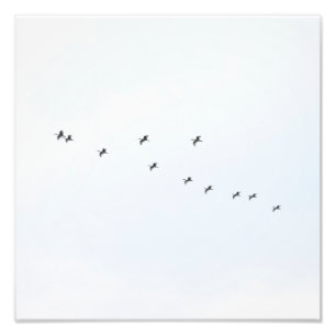 Birds Flying on Sky Photo Print