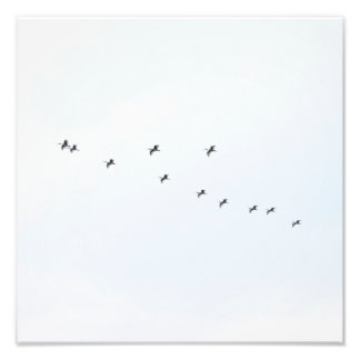 Birds Flying on Sky Photo Print