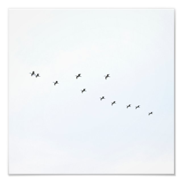Birds Flying on Sky Photo Print (Front)