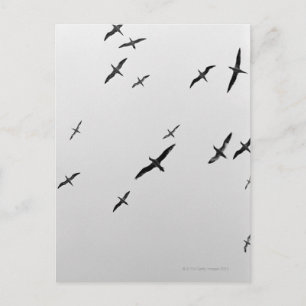 Birds flying postcard