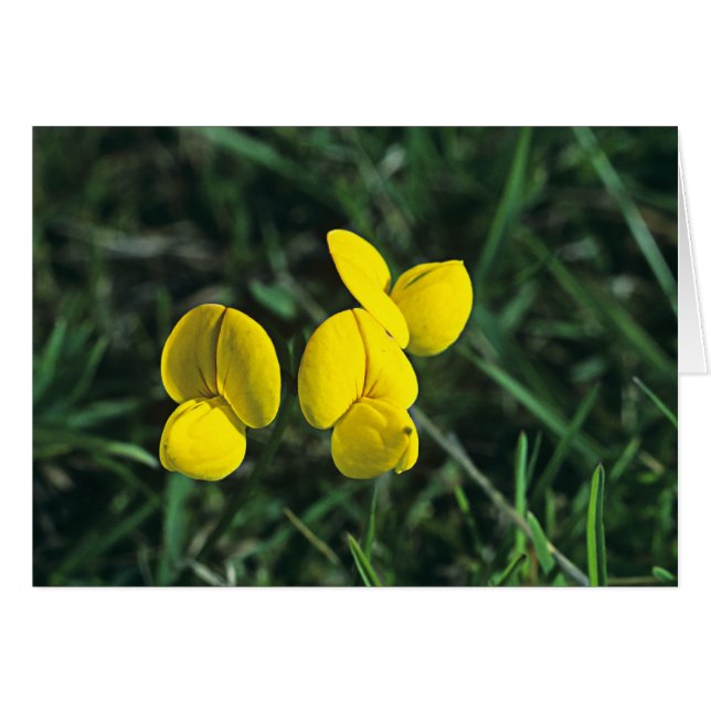 Birds-foot Trefoil (Front Horizontal)