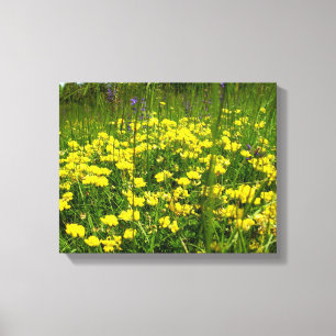 Birds-foot Trefoil Canvas Print