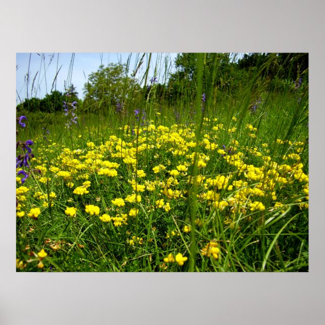 Birds-foot Trefoil Poster (Front)
