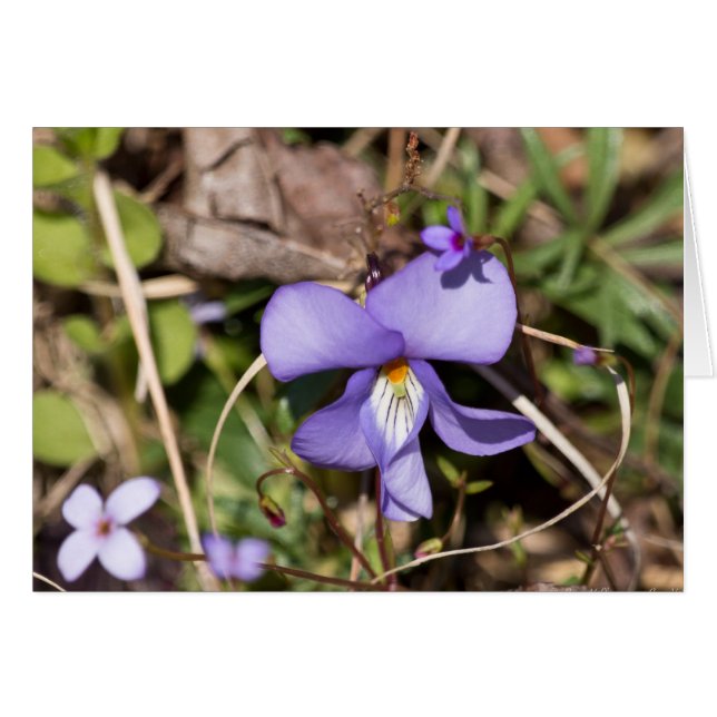 Birds-Foot Violet w/ Bluets (Front Horizontal)