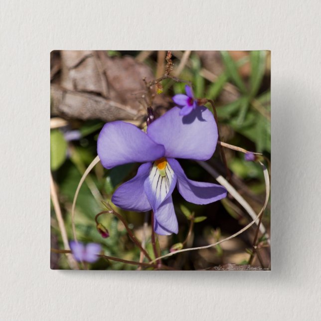 Birds-Foot Violet w/ Bluets 15 Cm Square Badge (Front)