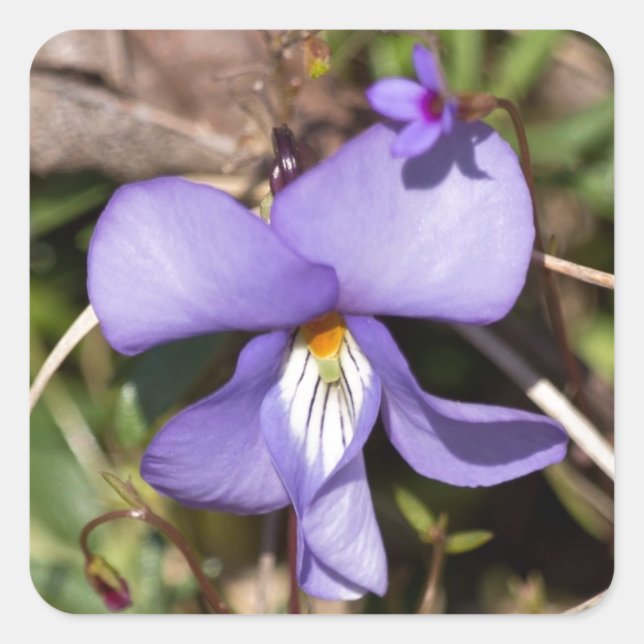Birds-Foot Violet w/ Bluets Square Sticker (Front)