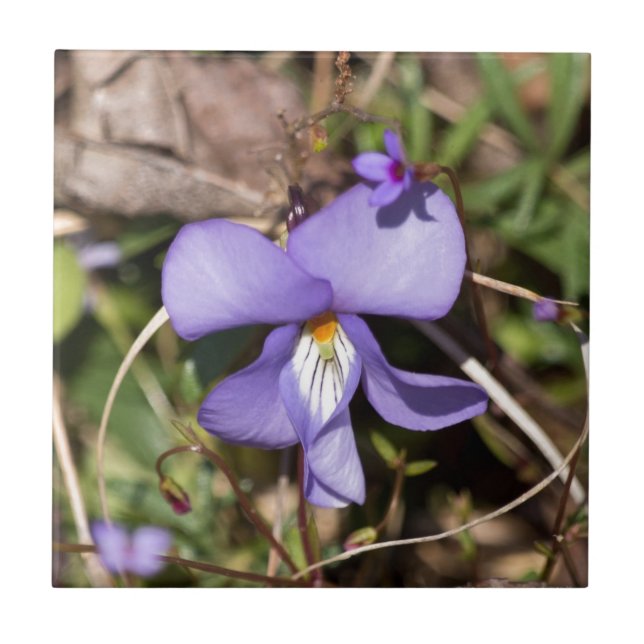 Birds-Foot Violet w/ Bluets Tile (Front)