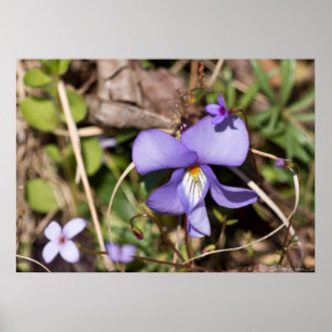 Birds-Foot Violet w/ Bluets Wildflower Poster