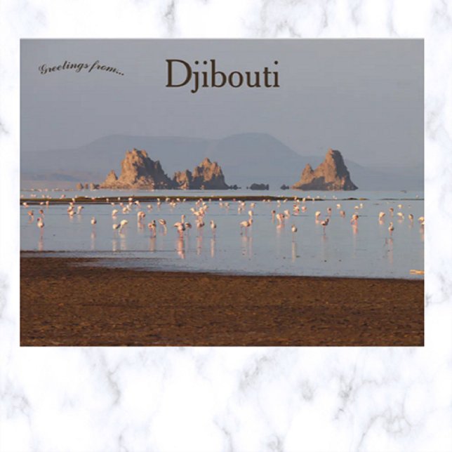 Birds in Djibouti Postcard (Creator Uploaded)