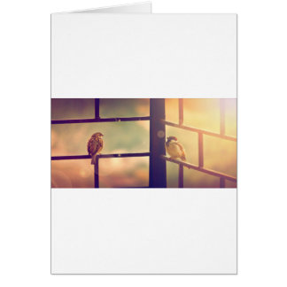 Birds in evening sun