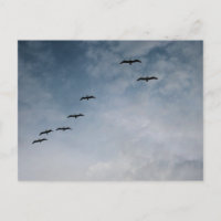 Birds in Flight Formation Beach Photography