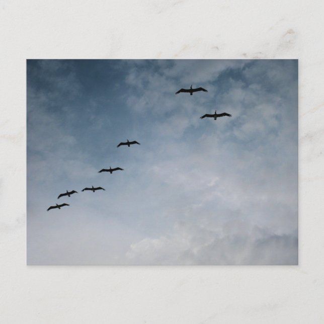 Birds in Flight Formation Beach Photography Postcard (Front)