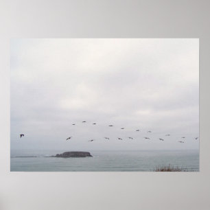 Birds in flight poster
