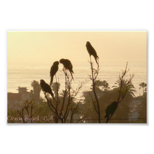 Birds In Paradise Photo Print