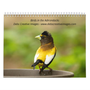 Birds in the Adirondacks 2026 Calendar